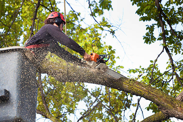 Best Tree Trimming Near Me  in Bourbon, MO